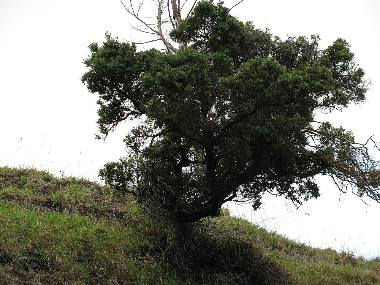 Pūkiawe (Leptecophylla tameiameiae) - PlantNative.org Pūkiawe (Leptecophylla tameiameiae) shrub growing on an open grassy slope in Hawaii, showing its windswept branching habit