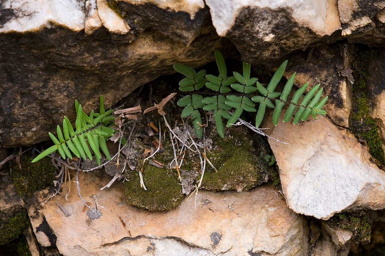 Purple cliffbrake (Pellaea atropurpurea) fronds with dark purple-black stems wedged into a crack in limestone rock