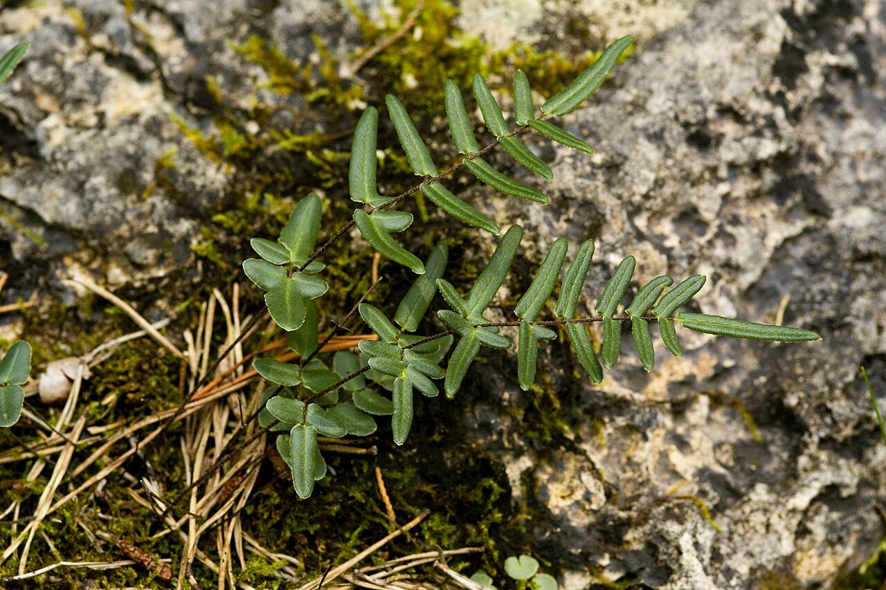 Close-up of purple cliffbrake frond showing divided lower pinnae and simple, narrow upper pinnae growing from moss over limestone
