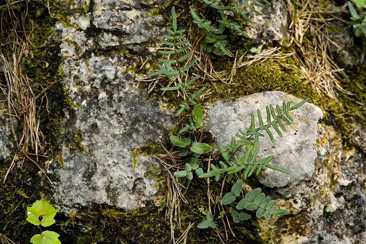 Purple cliffbrake growing from a limestone ledge among moss and dried grass, showing its typical rock-crevice habitat