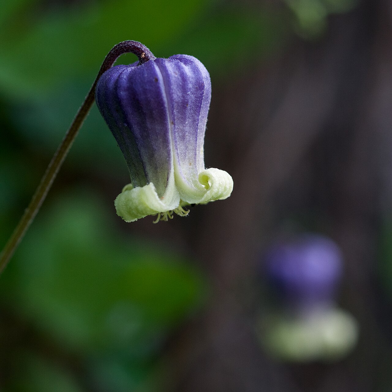 Nodding urn-shaped purple flower of purple leatherflower (Clematis pitcheri) with thick, leathery sepals and curled tips