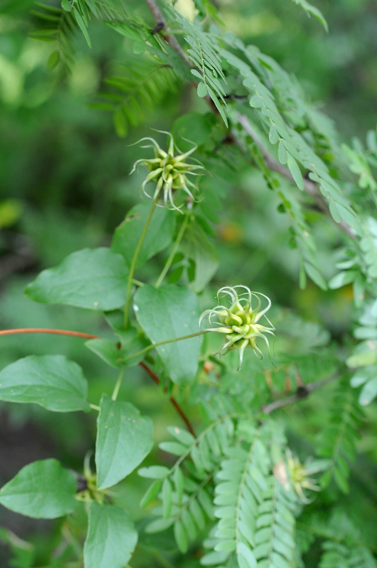 Starburst-shaped feathery seed heads of purple leatherflower (Clematis pitcheri) among compound leaves