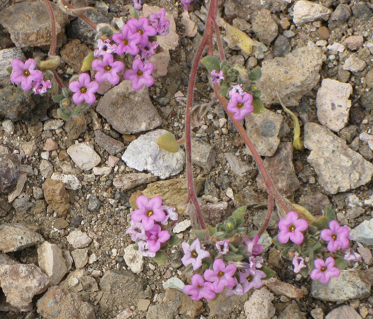 Purple Mat (Nama demissum) - PlantNative.org Close-up of purple mat flowers showing the five rounded magenta petal lobes and hairy stems and sepals among desert gravel