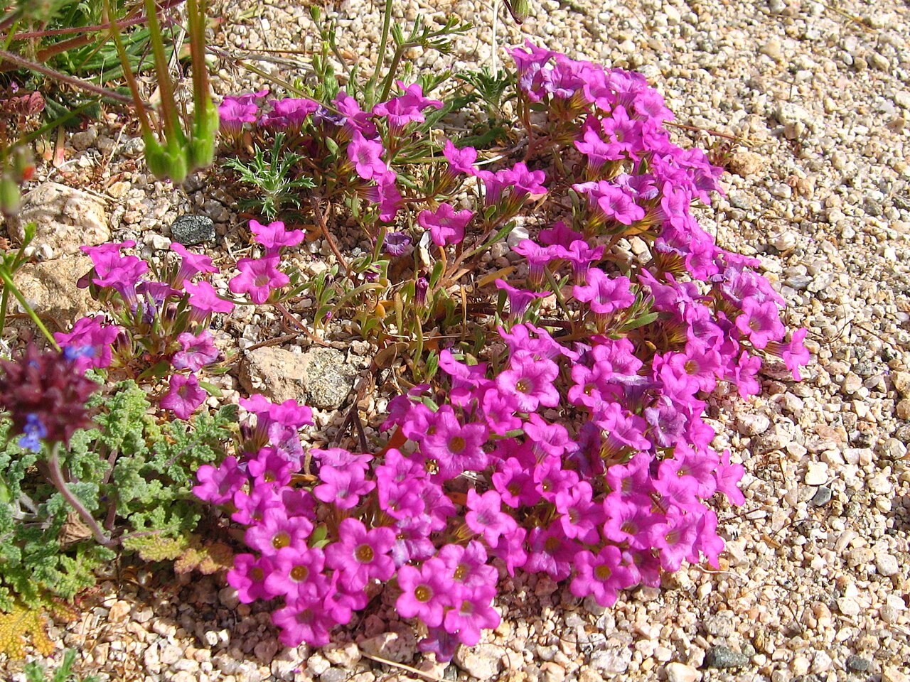 Purple Mat (Nama demissum) - PlantNative.org A dense mat of Purple mat in full bloom covering a patch of desert gravel