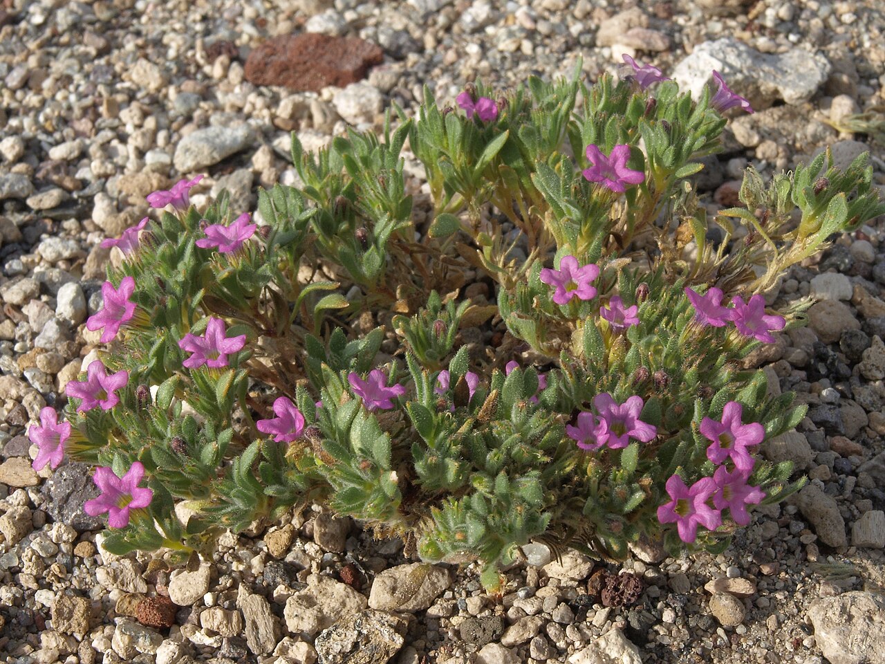 Purple Mat (Nama demissum) - PlantNative.org A low mat of purple mat (Nama demissum) with magenta trumpet-shaped flowers spreading across gravelly desert soil