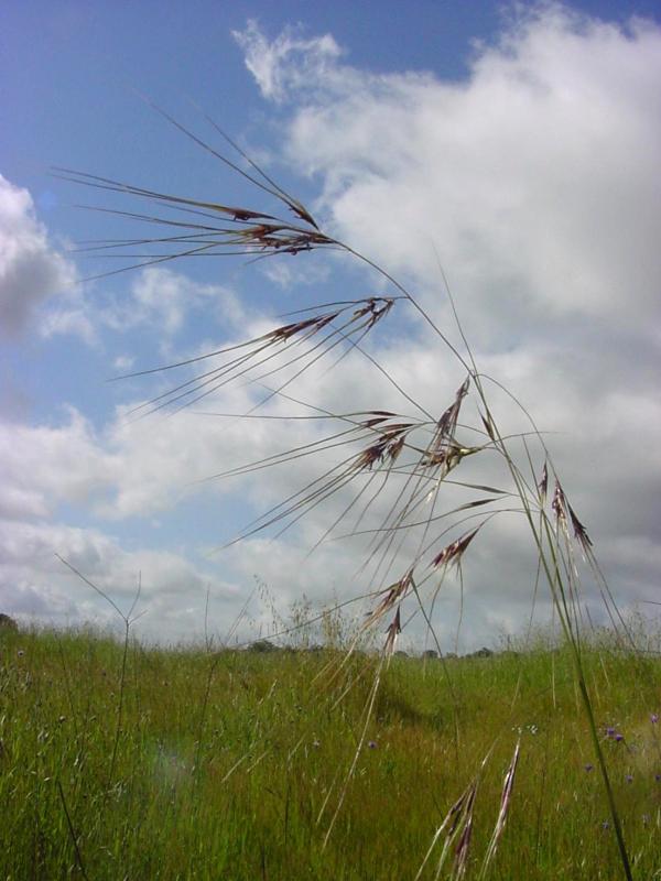 Purple Needlegrass (Nassella pulchra) - PlantNative.org Purple needlegrass (Nassella pulchra) seed stalks with long, bent, purple-tinged awns against a cloudy sky