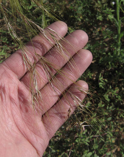 Purple Needlegrass (Nassella pulchra) - PlantNative.org Close-up of purple needlegrass (Nassella pulchra) seed awns held in a hand, showing the long, slender, bent needle-like awns