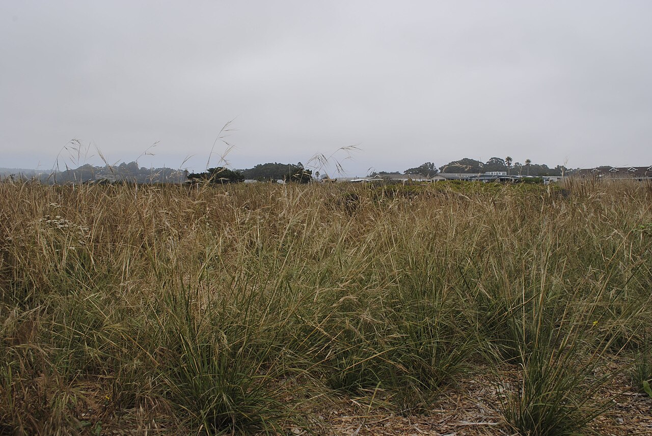 Purple Needlegrass (Nassella pulchra) - PlantNative.org Purple needlegrass (Nassella pulchra) tussocks growing in restored coastal prairie habitat at Younger Lagoon Reserve, California