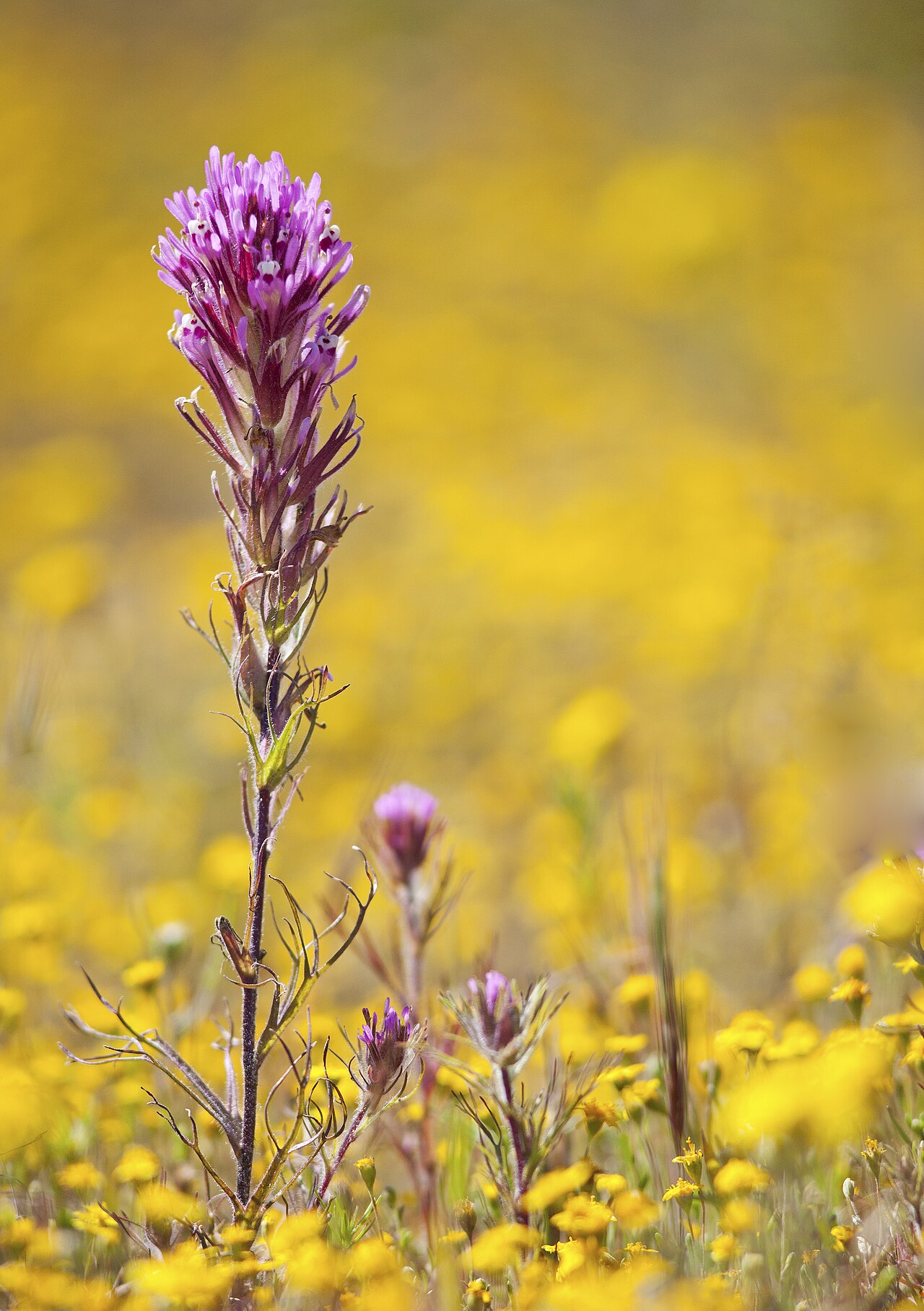 Purple owl's clover (Castilleja exserta) flower spike standing above a field of yellow goldfields wildflowers in California