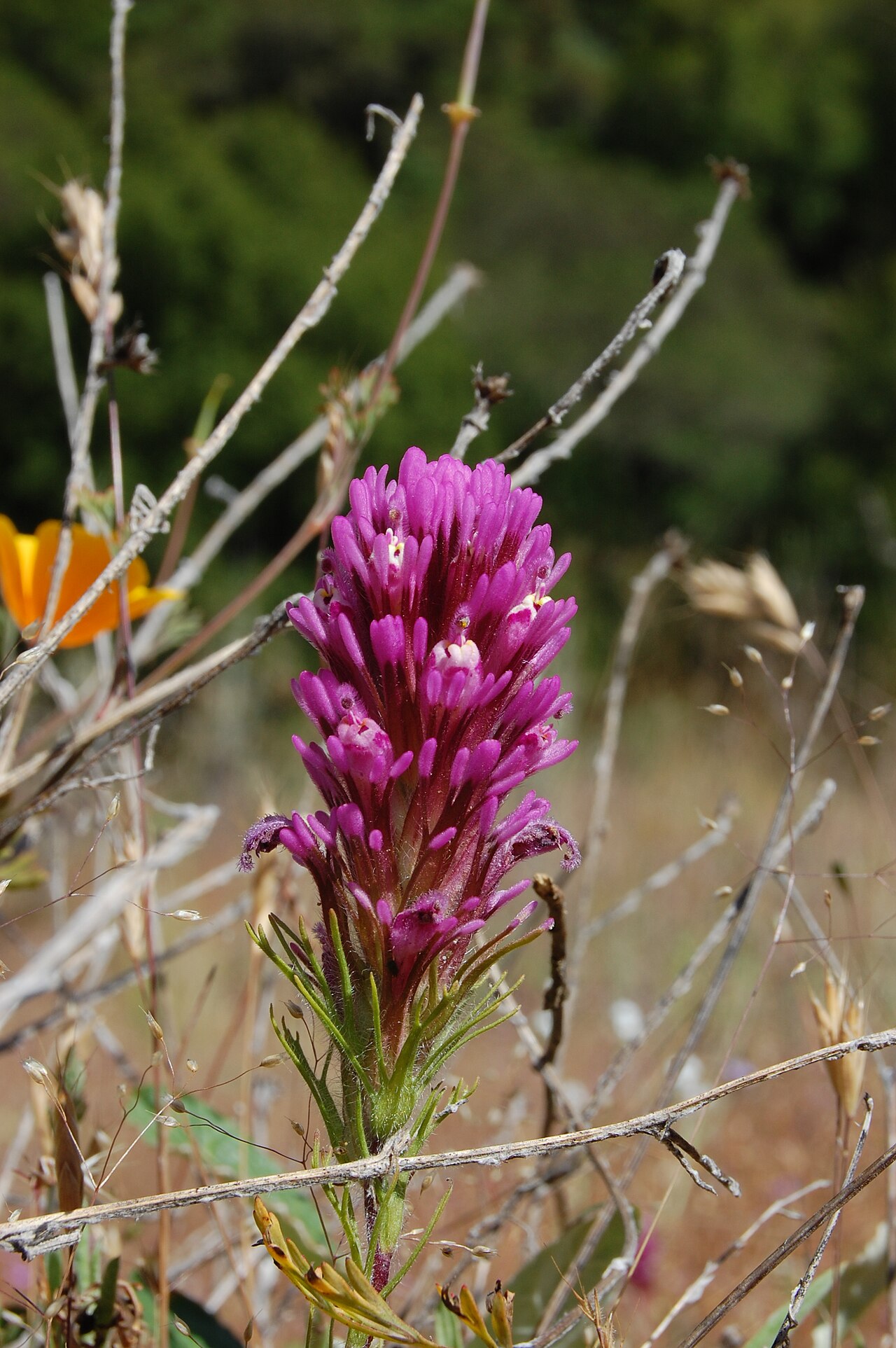 Close-up of a purple owl's clover (Castilleja exserta) flower spike showing magenta hairy bracts tipped in white among dry grass