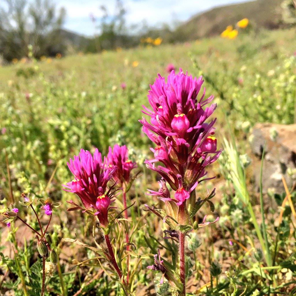 Purple owl's clover (Castilleja exserta) magenta flower spikes growing among golden poppies in an Arizona wildflower field