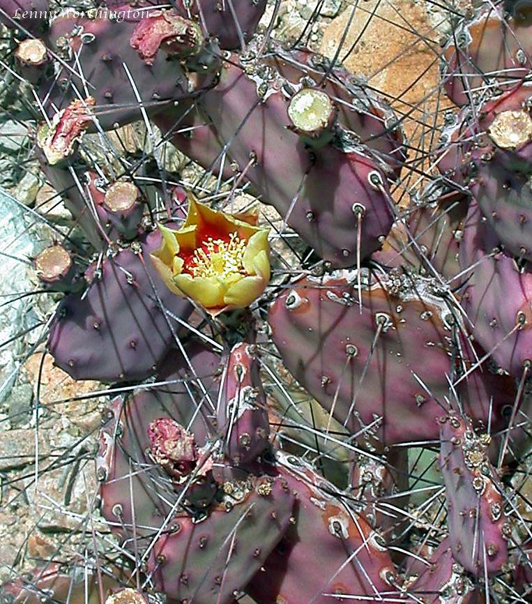 Purple Prickly Pear (Opuntia macrocentra) - PlantNative.org Close-up of a Purple Prickly Pear (Opuntia macrocentra) flower with yellow petals and red-orange center on a deep violet-purple pad with long black spines