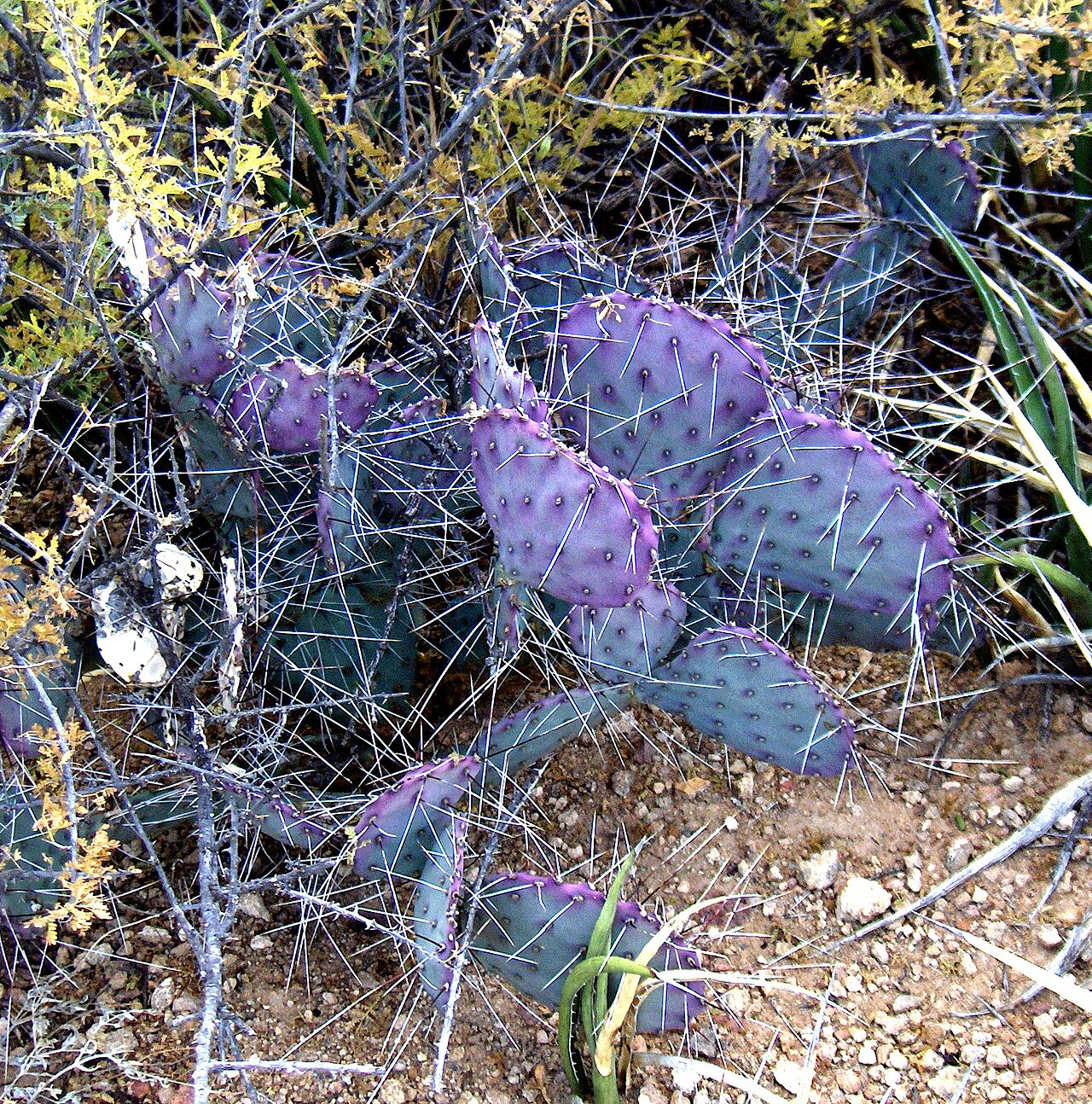 Purple Prickly Pear (Opuntia macrocentra) - PlantNative.org Purple Prickly Pear (Opuntia macrocentra) pads showing deep violet coloring and long black spines growing among Chihuahuan Desert shrubs
