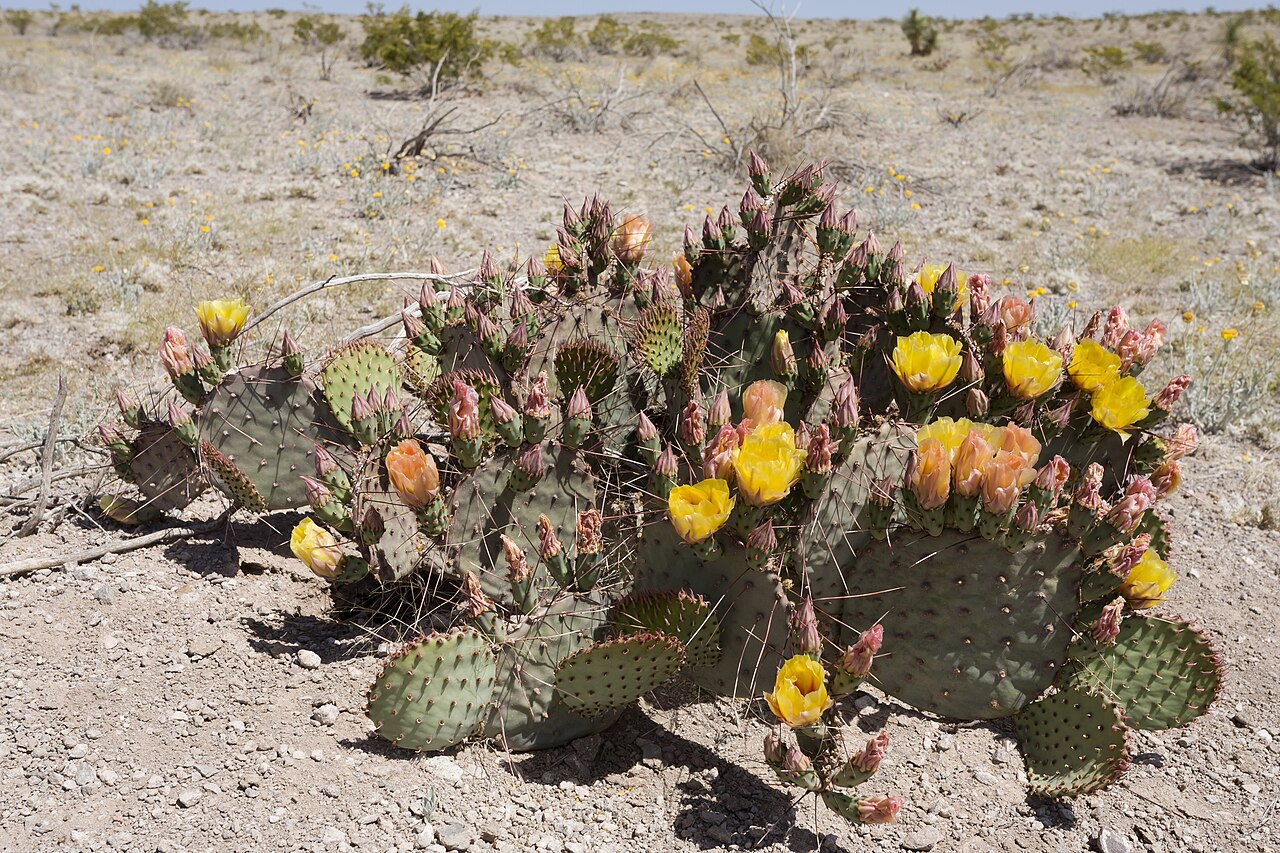 Purple Prickly Pear (Opuntia macrocentra) - PlantNative.org Purple Prickly Pear (Opuntia macrocentra) clump in bloom with yellow and apricot flowers on sprawling purple-tinged pads in the Chihuahuan Desert