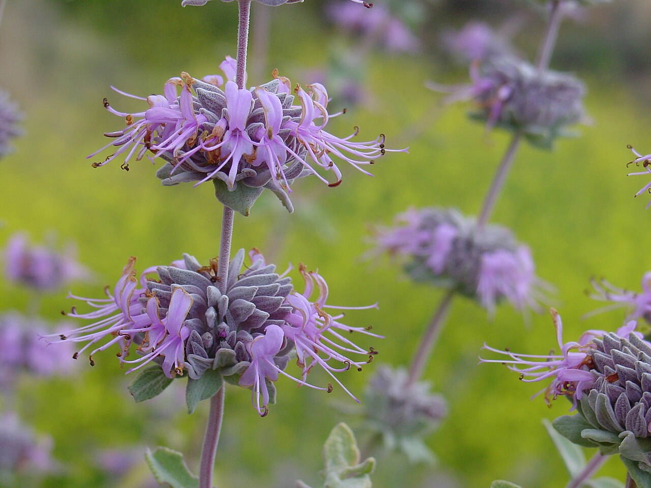 Purple Sage (Salvia leucophylla) - PlantNative.org Purple sage (Salvia leucophylla) in full bloom, with whorled clusters of pale lavender flowers on silvery-gray flower spikes