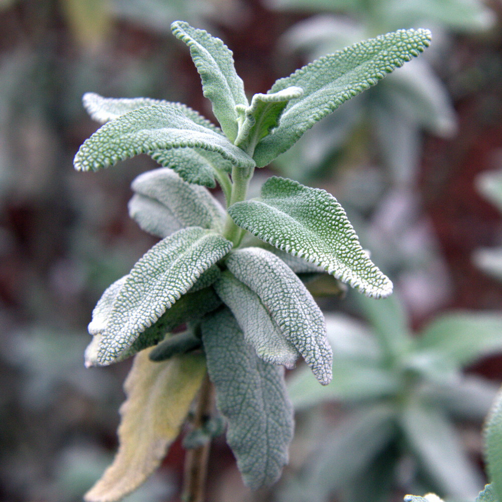 Purple Sage (Salvia leucophylla) - PlantNative.org Close-up of purple sage (Salvia leucophylla) leaves showing their felted, silvery-gray, finely textured surface