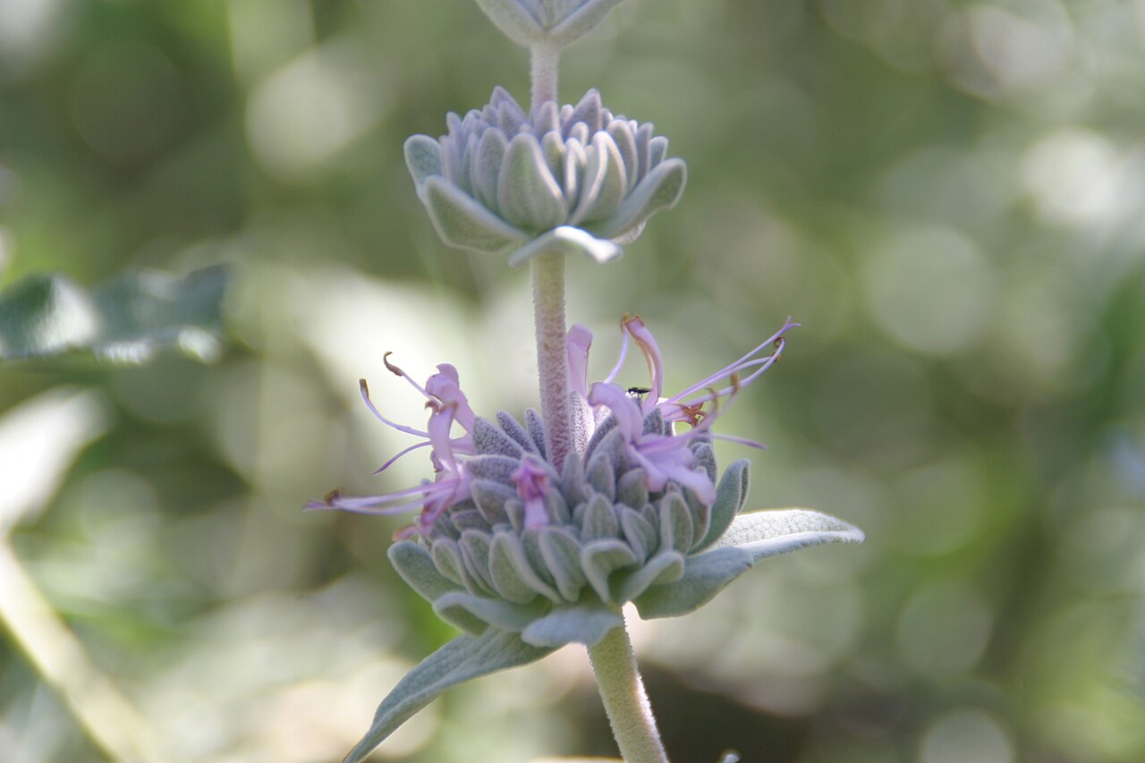 Purple Sage (Salvia leucophylla) - PlantNative.org Close-up of a whorled flower cluster of purple sage (Salvia leucophylla) showing pale pink flowers emerging from a silvery-gray calyx
