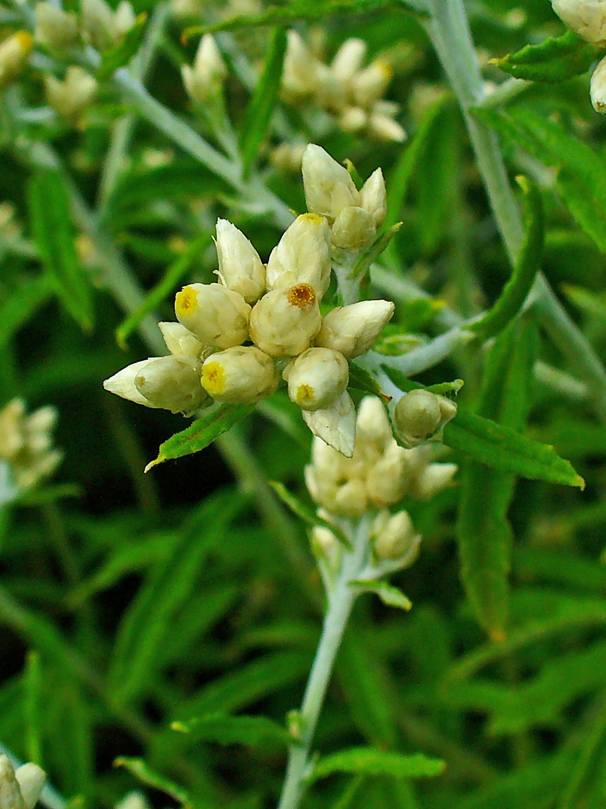 Rabbit Tobacco (Pseudognaphalium obtusifolium) - PlantNative.org Close-up of rabbit tobacco (Pseudognaphalium obtusifolium) papery cream flower head clusters and narrow gray-green leaves