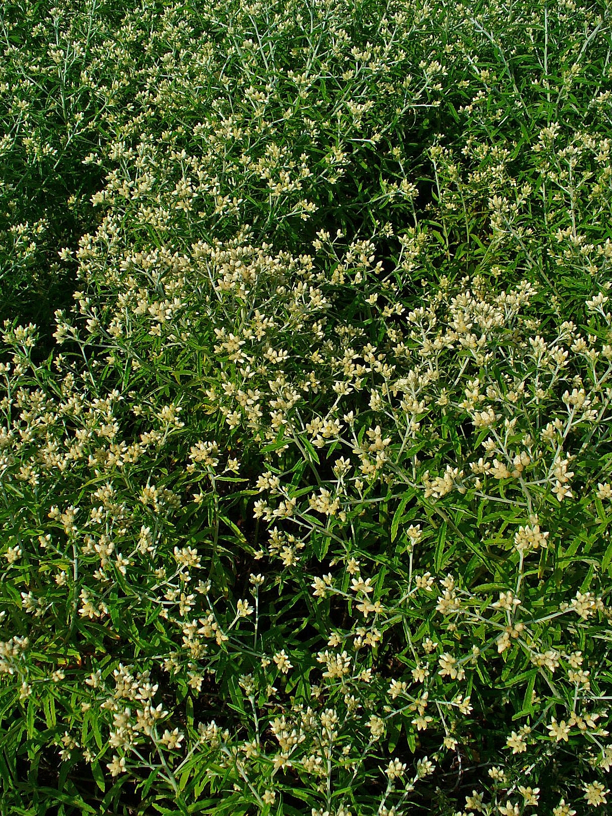 Rabbit Tobacco (Pseudognaphalium obtusifolium) - PlantNative.org A dense stand of rabbit tobacco (Pseudognaphalium obtusifolium) growing in an open field
