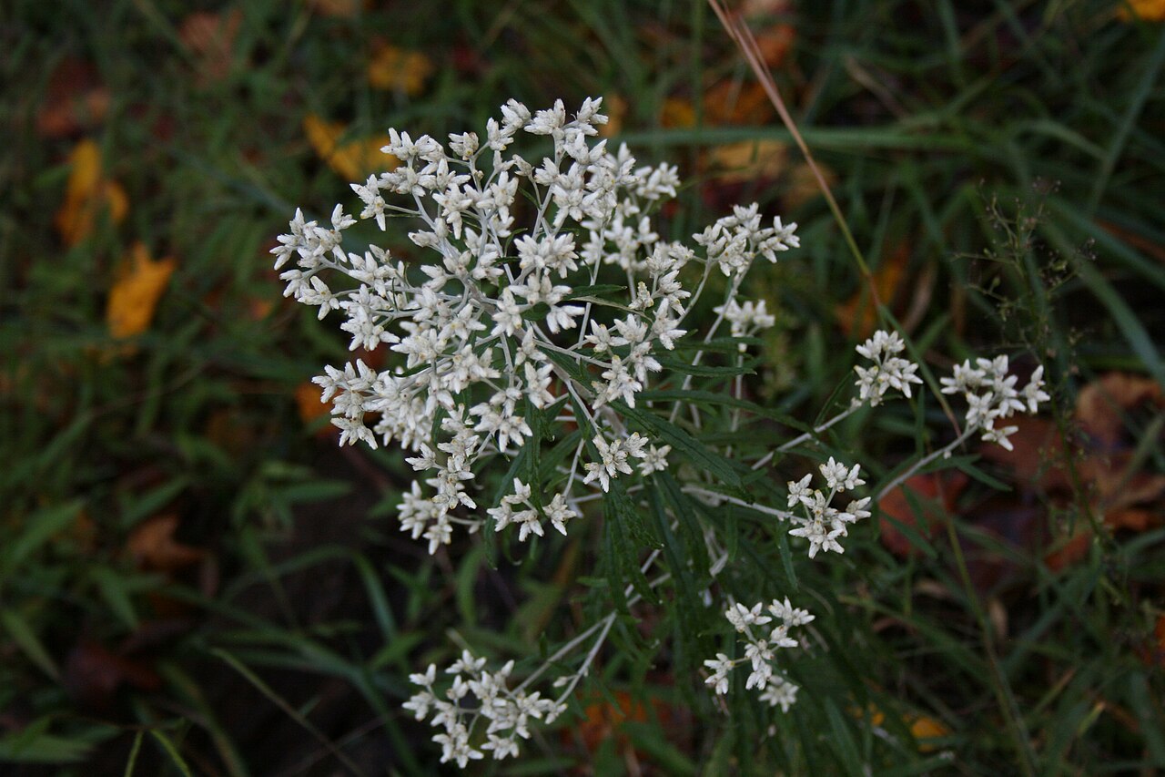 Rabbit Tobacco (Pseudognaphalium obtusifolium) - PlantNative.org Rabbit tobacco (Pseudognaphalium obtusifolium) plant topped with a cluster of small cream-white papery flower heads