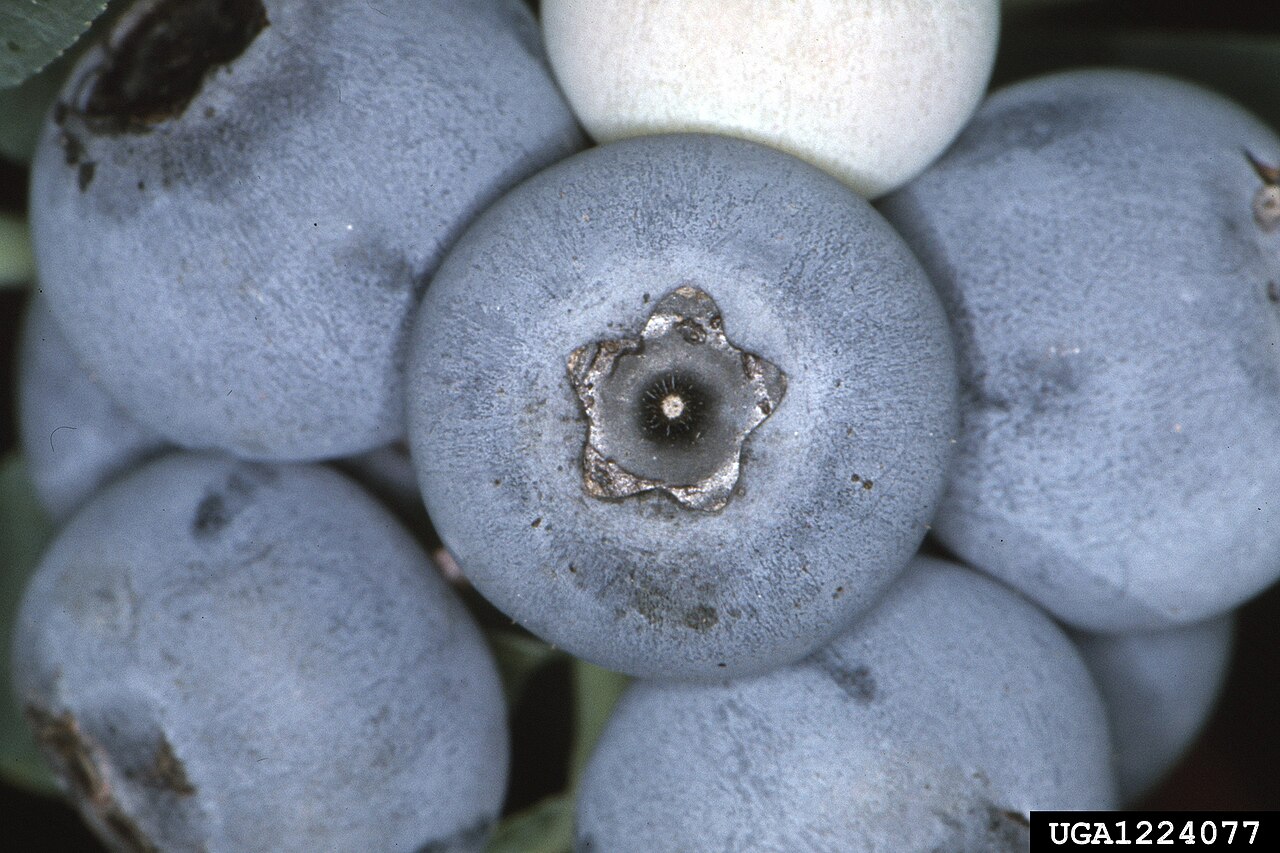 Rabbiteye Blueberry (Vaccinium virgatum) - PlantNative.org Close-up of ripe, waxy blue-black Rabbiteye Blueberry (Vaccinium virgatum) berries in a cluster
