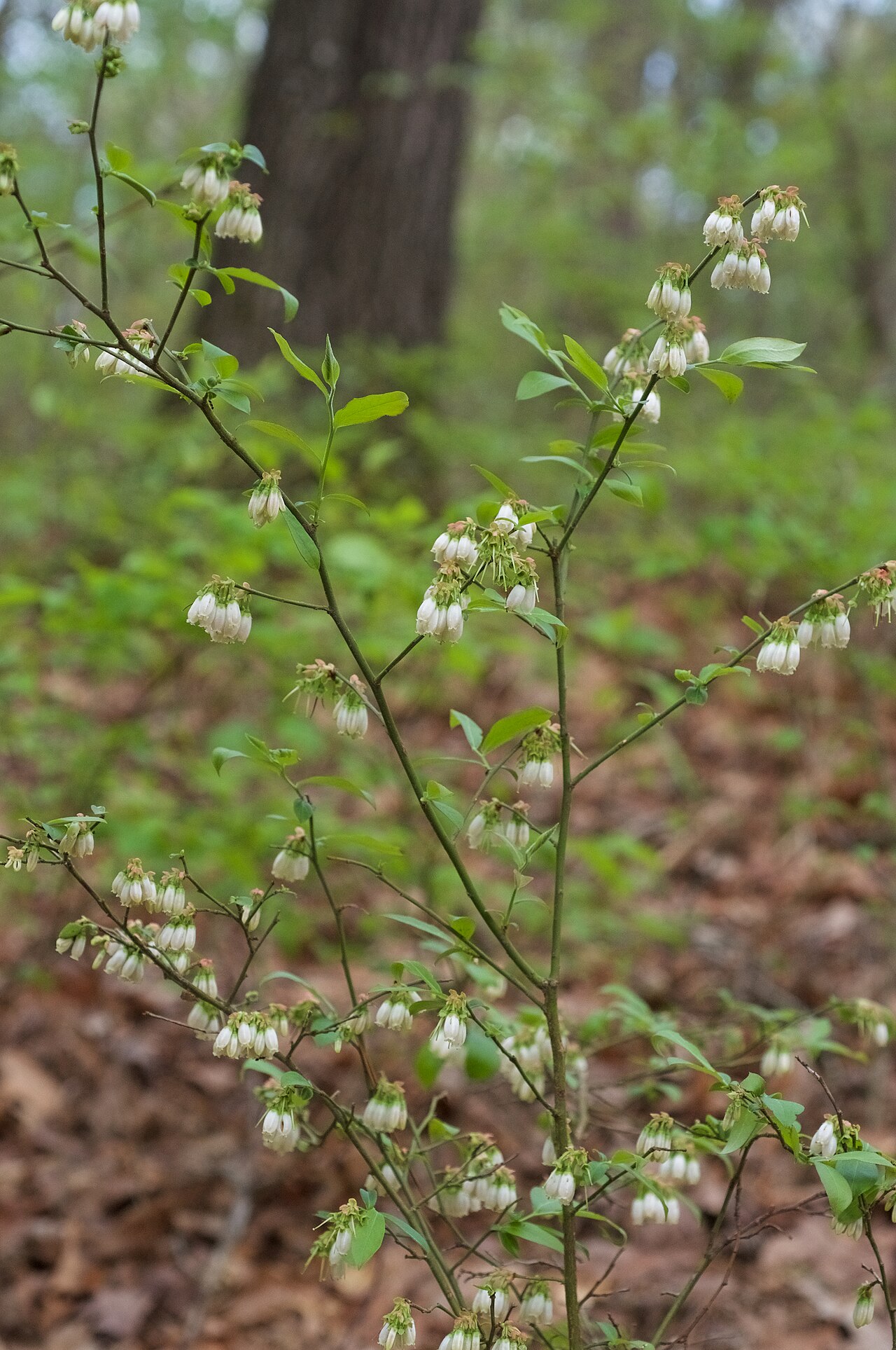 Rabbiteye Blueberry (Vaccinium virgatum) - PlantNative.org Rabbiteye Blueberry (Vaccinium virgatum) branch covered in white, bell-shaped spring flowers in an Arkansas woodland