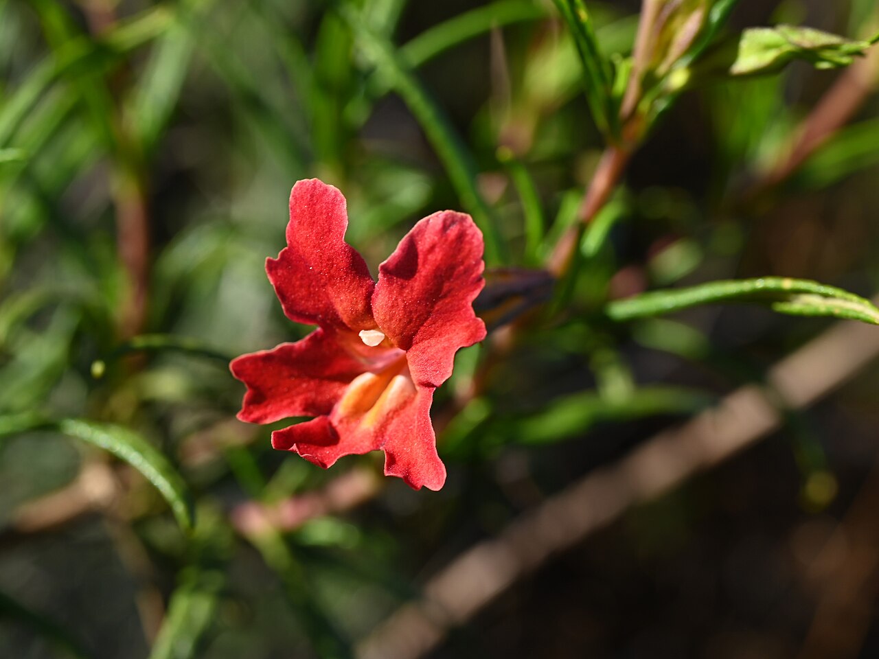 Red bush monkeyflower (Diplacus puniceus) deep red tubular flower with a flared, two-lipped face
