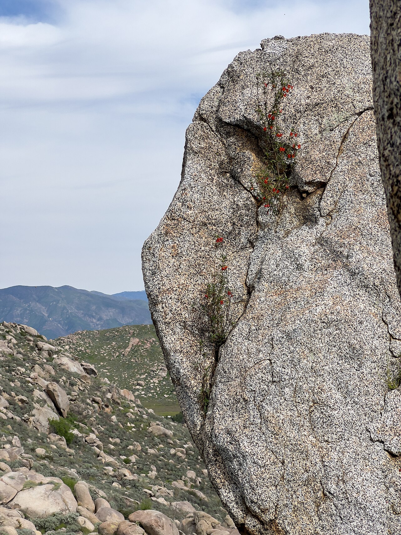 Red bush monkeyflower (Diplacus puniceus) growing from a crevice in a large granite boulder in California