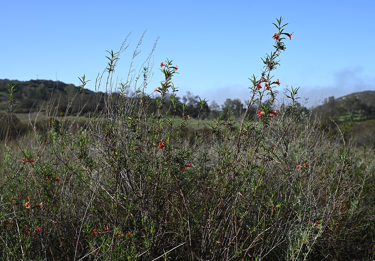 Red bush monkeyflower (Diplacus puniceus) open shrub with narrow leaves and scattered red flowers