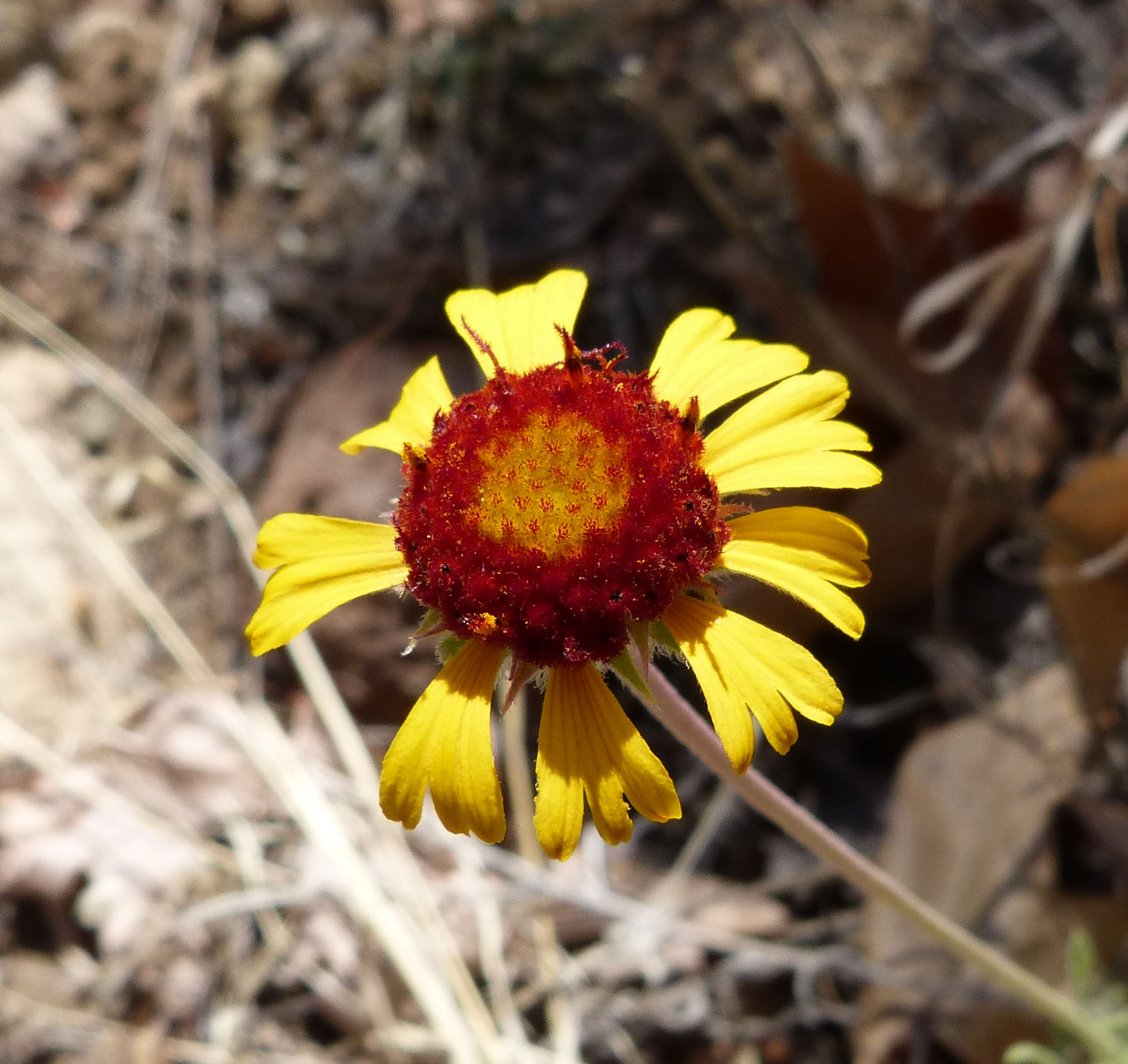 Red Dome Blanketflower (Gaillardia pinnatifida) - PlantNative.org Red Dome Blanketflower (Gaillardia pinnatifida) growing from a rocky, sandy slope in its native desert habitat