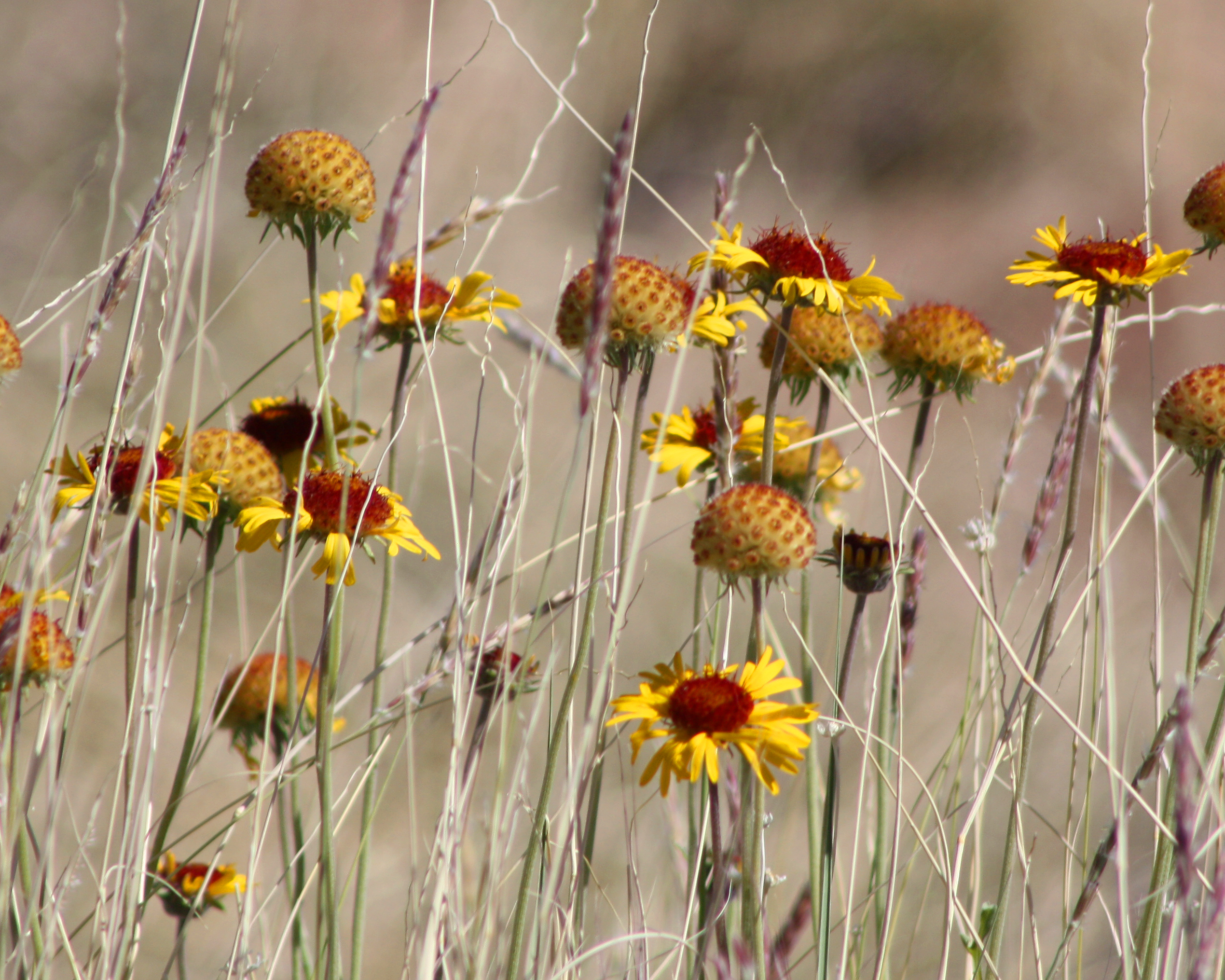 Red Dome Blanketflower (Gaillardia pinnatifida) - PlantNative.org Field of Red Dome Blanketflower (Gaillardia pinnatifida) showing yellow ray flowers and domed red-orange seed heads among dry grass
