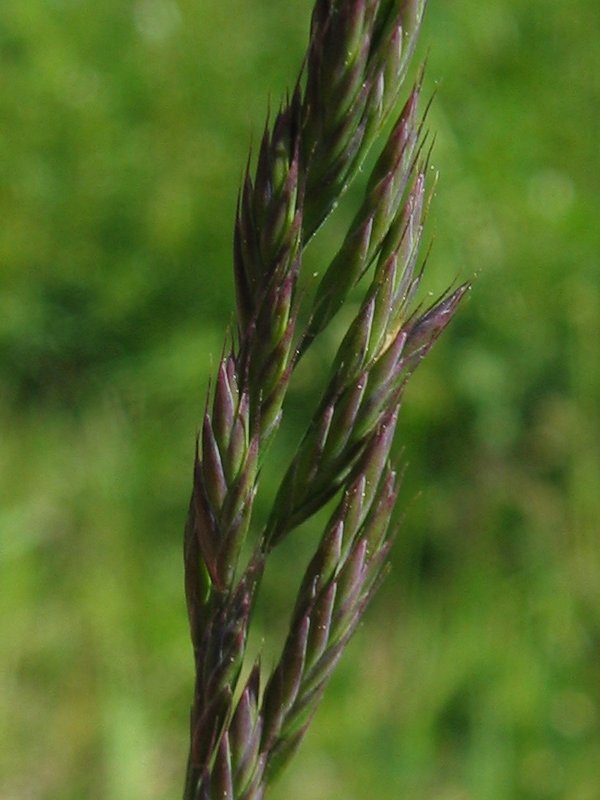 Red Fescue (Festuca rubra) - PlantNative.org Detailed close-up of a red fescue (Festuca rubra) seed head showing the fine bristle-like florets