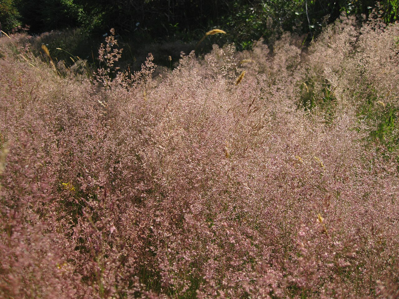 Red Fescue (Festuca rubra) - PlantNative.org A meadow of red fescue (Festuca rubra) in flower, its fine seed heads taking on a reddish-pink cast in the sunlight