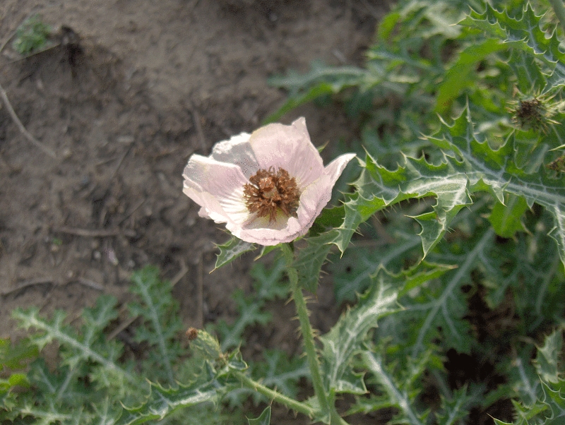 Red Prickly Poppy (Argemone sanguinea) - PlantNative.org Close-up of a pink red prickly poppy (Argemone sanguinea) flower with yellow stamens and spiny stem