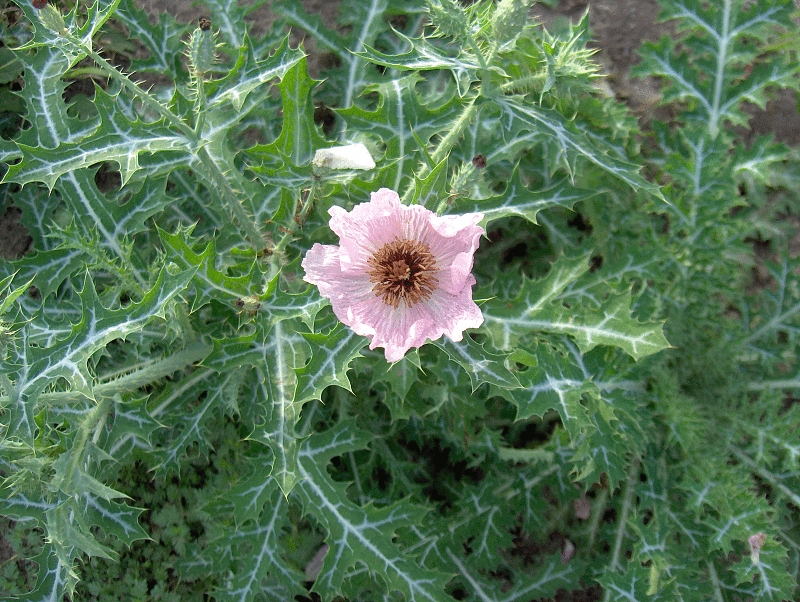 Red Prickly Poppy (Argemone sanguinea) - PlantNative.org Pale pink red prickly poppy (Argemone sanguinea) flower surrounded by spiny, pale-veined gray-green leaves