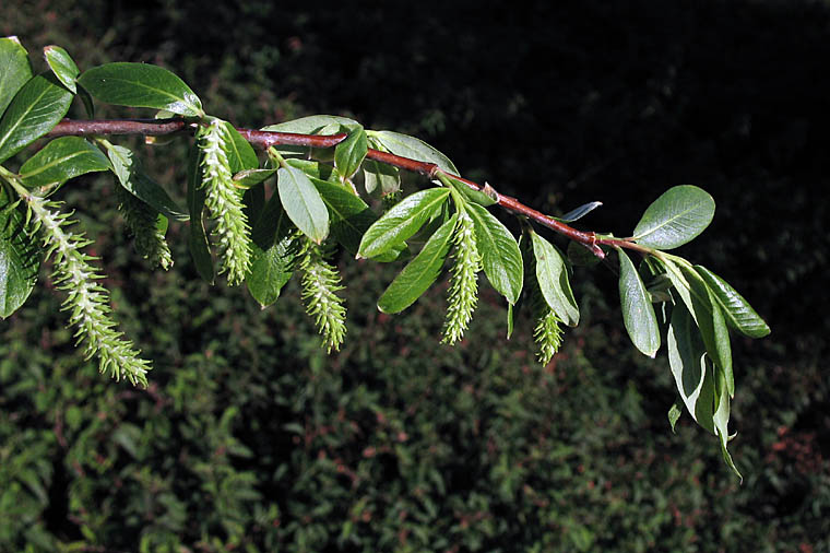 Close-up of red willow (Salix laevigata) branch with glossy lance-shaped leaves and developing catkins on reddish twigs