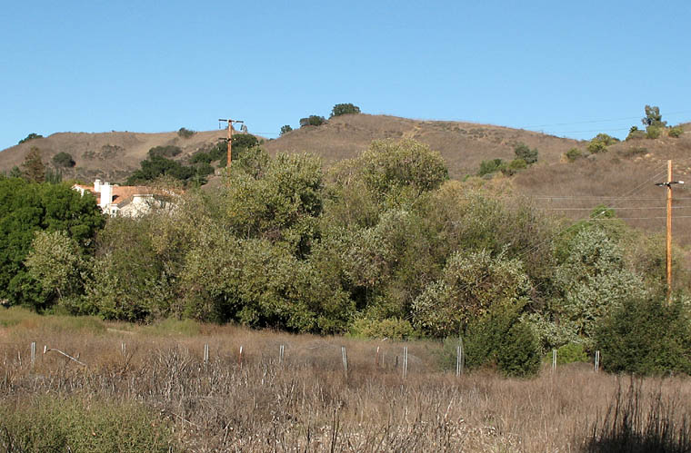 Stand of red willow (Salix laevigata) trees lining a hillside drainage at Rancho Sierra Vista, Santa Monica Mountains, California
