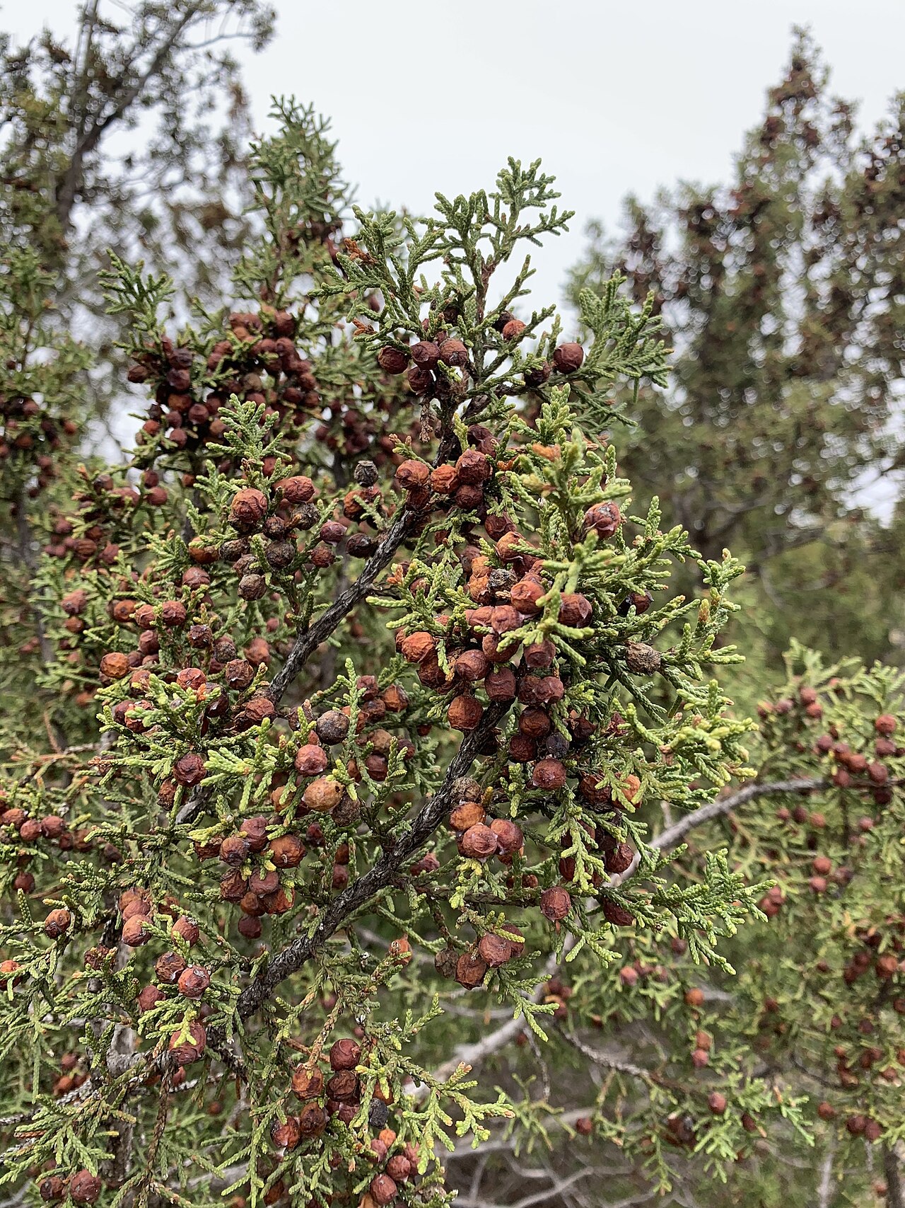 Close-up of redberry juniper (Juniperus pinchotii) branches covered in reddish-brown berry-like cones