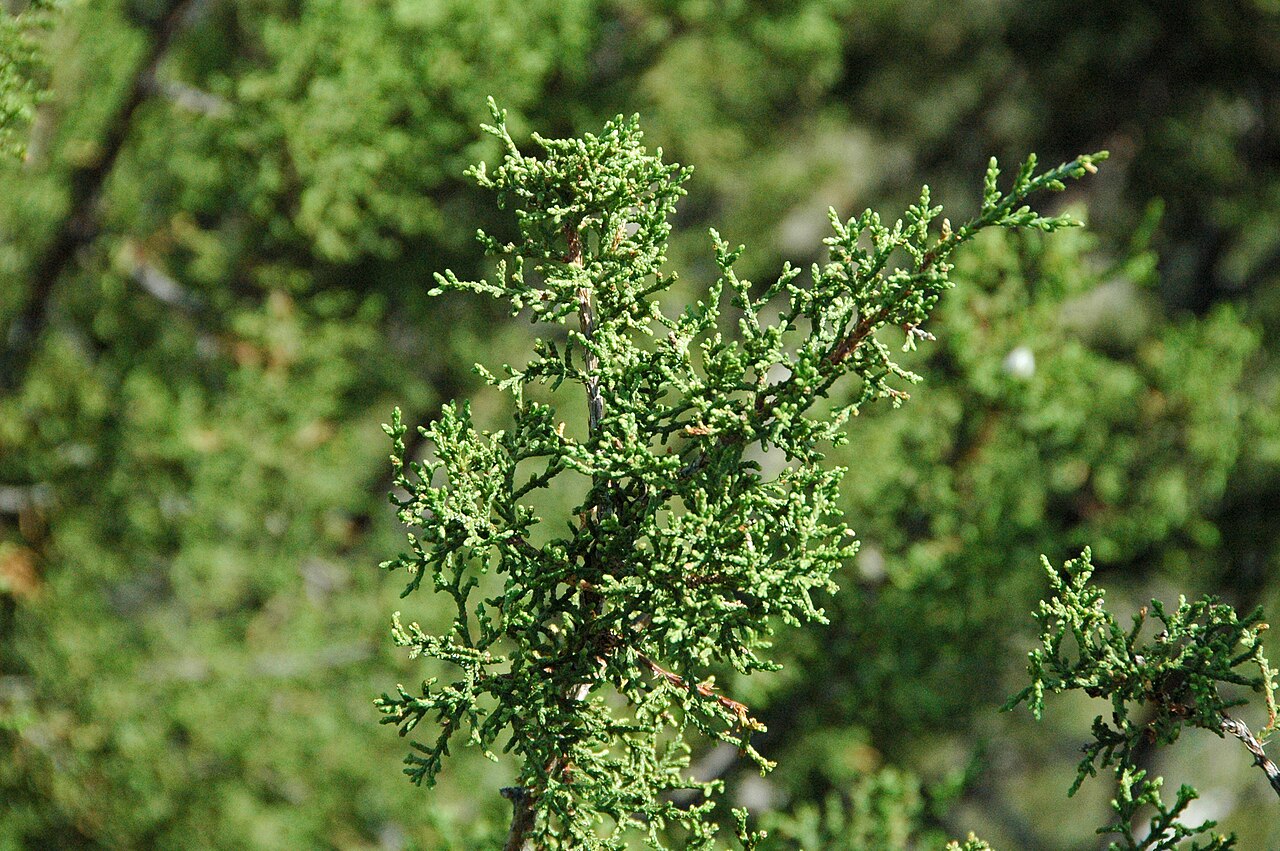 Close-up of redberry juniper (Juniperus pinchotii) scale-like blue-green foliage