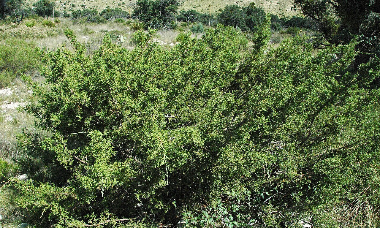 Redberry juniper (Juniperus pinchotii) shrub growing densely on a rocky limestone slope in the Guadalupe Mountains, Texas