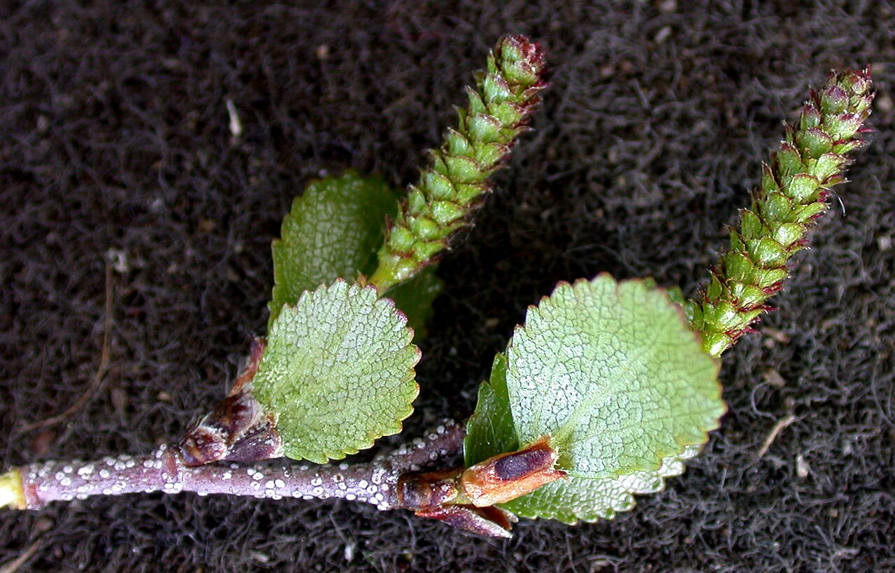 Resin Birch (Betula glandulosa) - PlantNative.org Resin birch (Betula glandulosa) branch with young leaves and developing female catkins