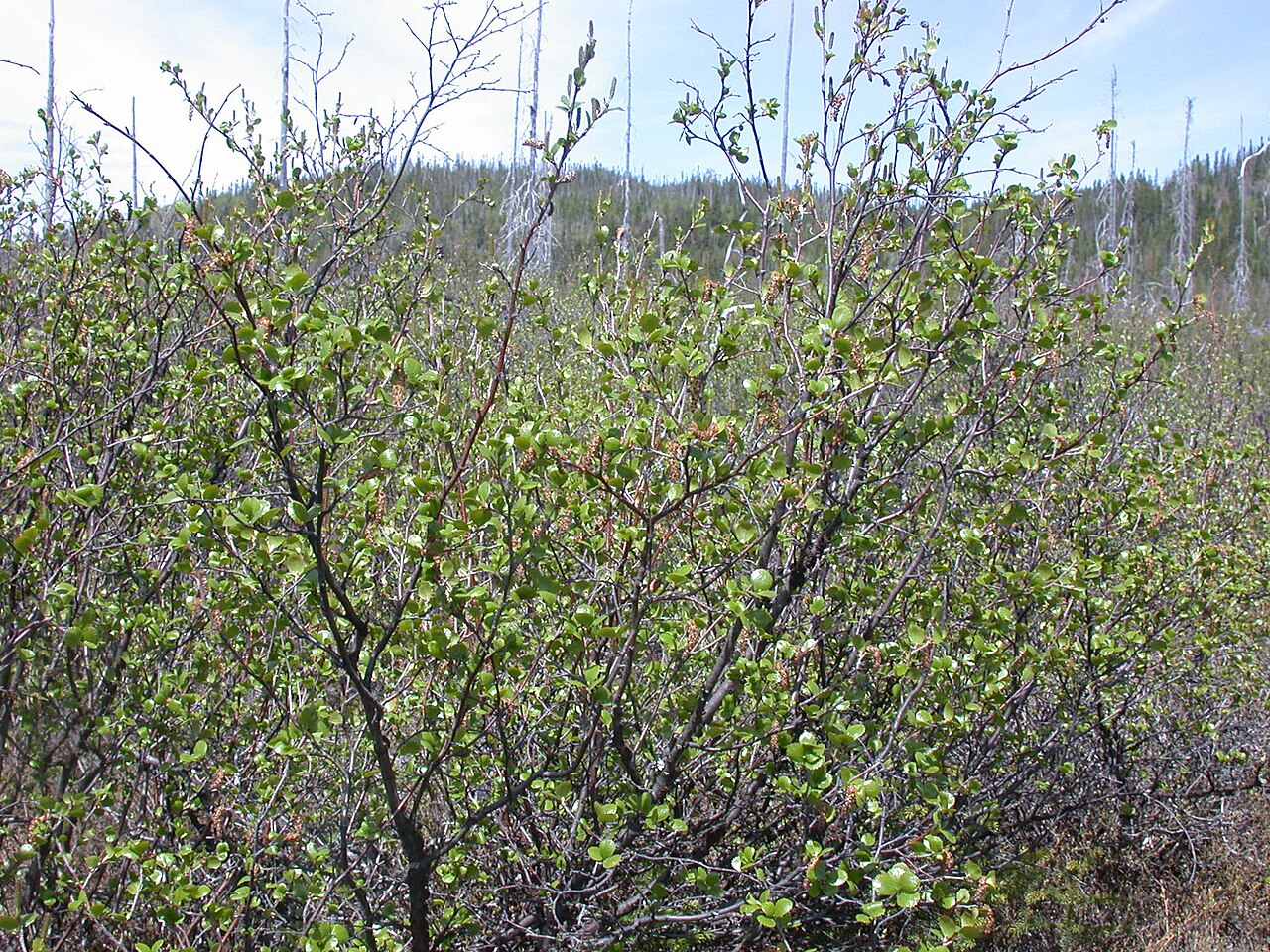 Resin Birch (Betula glandulosa) - PlantNative.org Low spreading clump of resin birch (Betula glandulosa) shrubs with small rounded leaves growing in a wet subalpine meadow