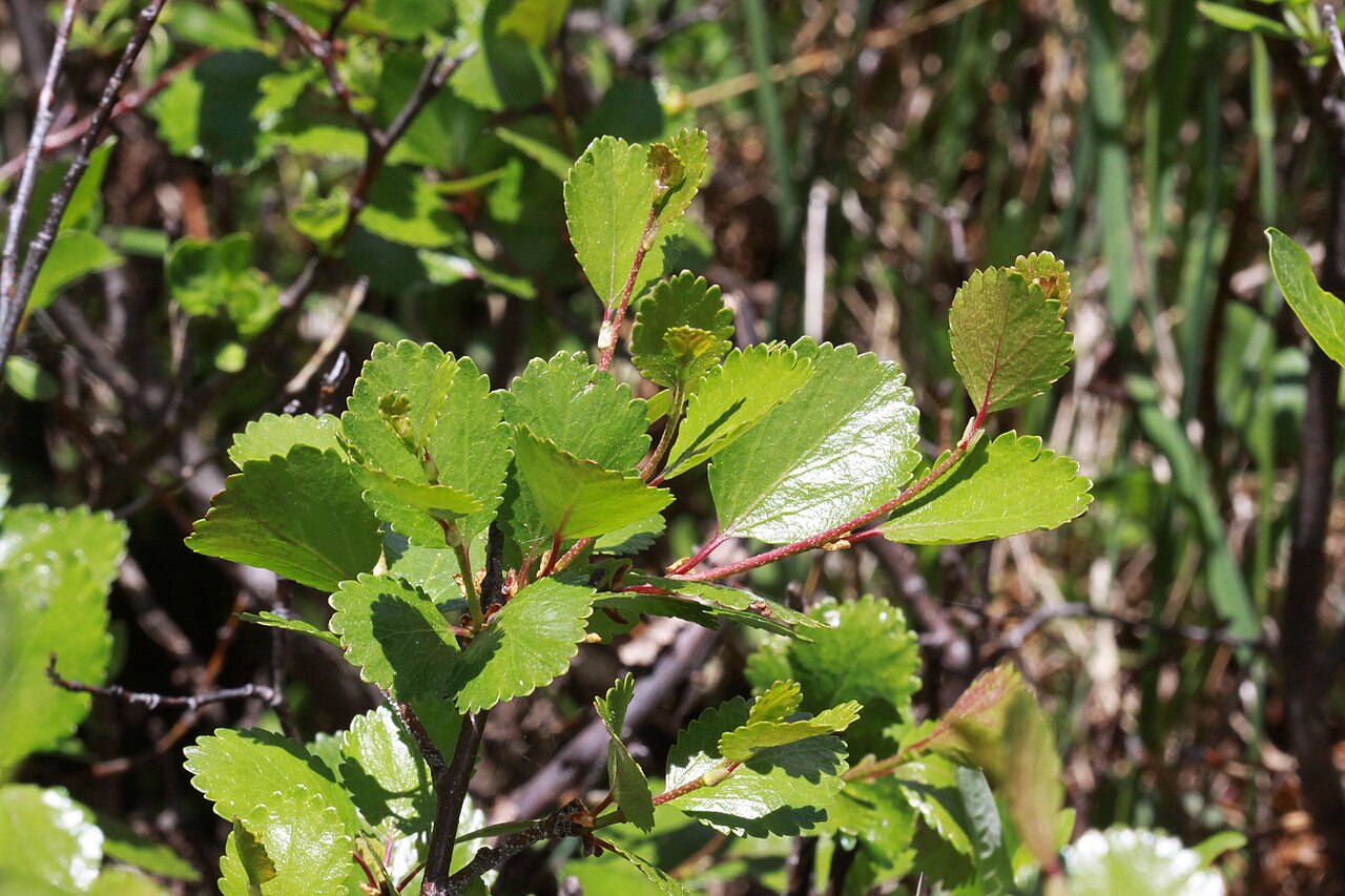 Resin Birch (Betula glandulosa) - PlantNative.org Close-up of resin birch (Betula glandulosa) showing small round scalloped leaves and reddish glandular twigs