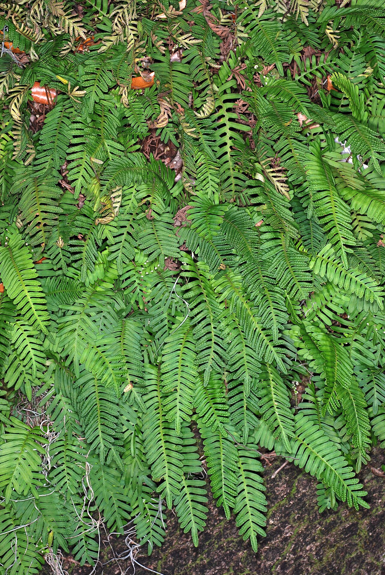 Resurrection Fern (Pleopeltis michauxiana) - PlantNative.org Close-up of resurrection fern fronds showing the comb-like lobed shape and raised bumps from sori beneath