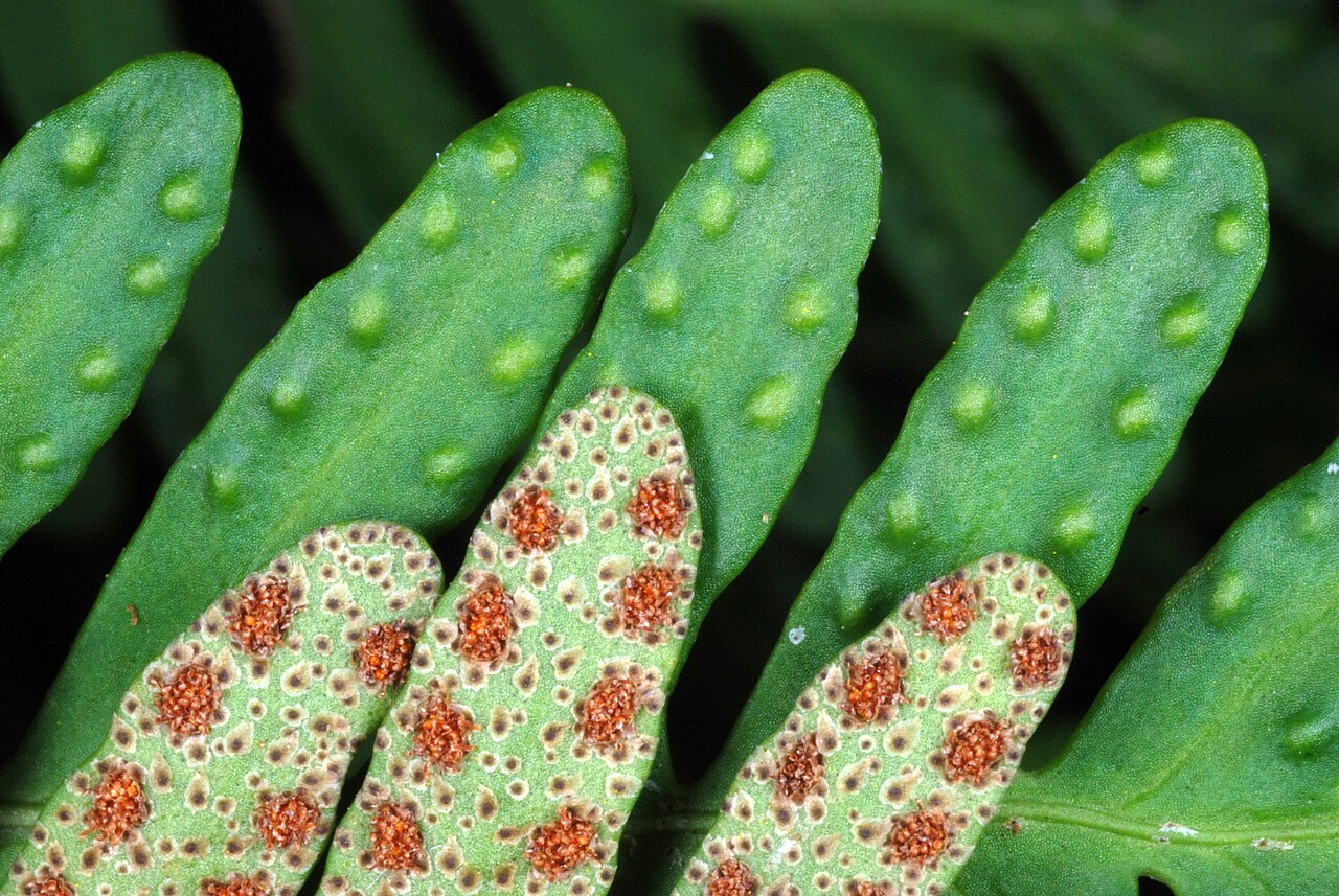Resurrection Fern (Pleopeltis michauxiana) - PlantNative.org Close-up of resurrection fern frond undersides showing the rusty orange sori, the fern's spore-producing structures