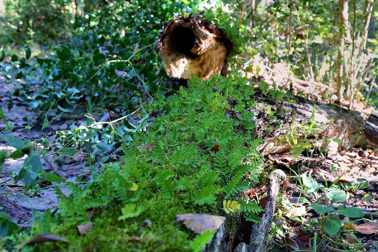 Resurrection Fern (Pleopeltis michauxiana) - PlantNative.org A green, hydrated colony of resurrection fern (Pleopeltis michauxiana) growing over a fallen log in a southeastern forest