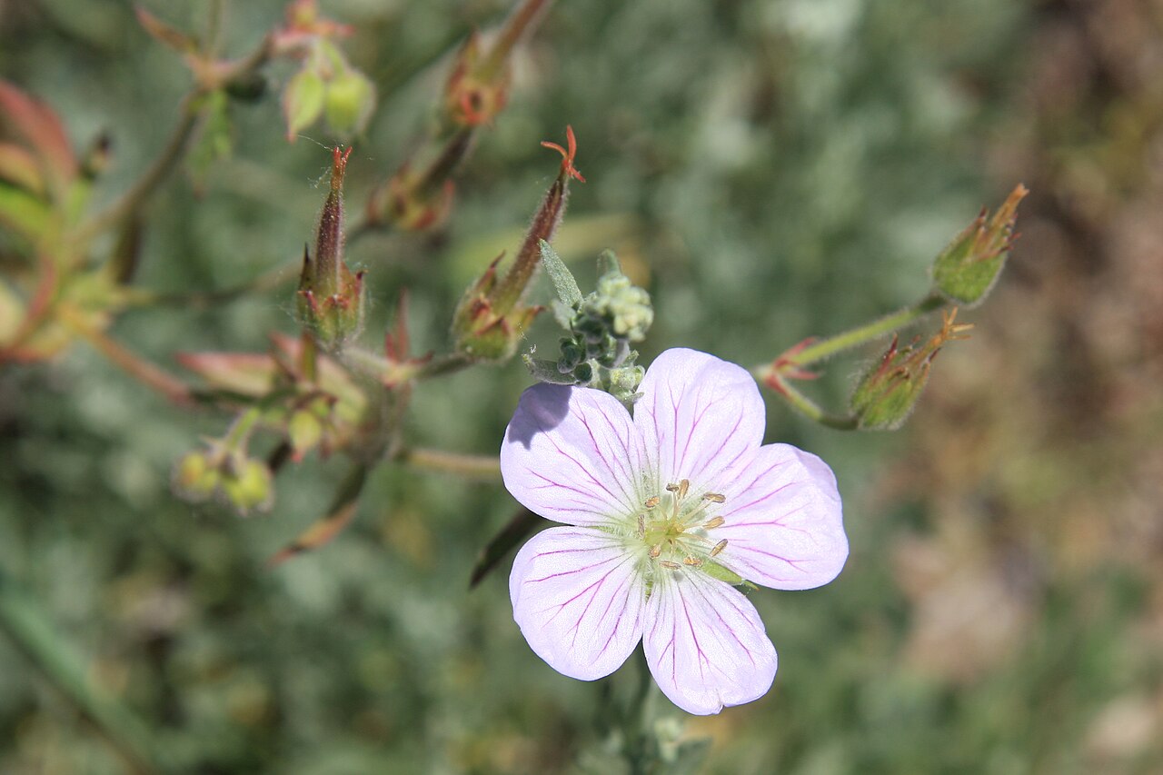 Close-up of a Richardson's Geranium (Geranium richardsonii) flower with purple veining and beaked seedpods