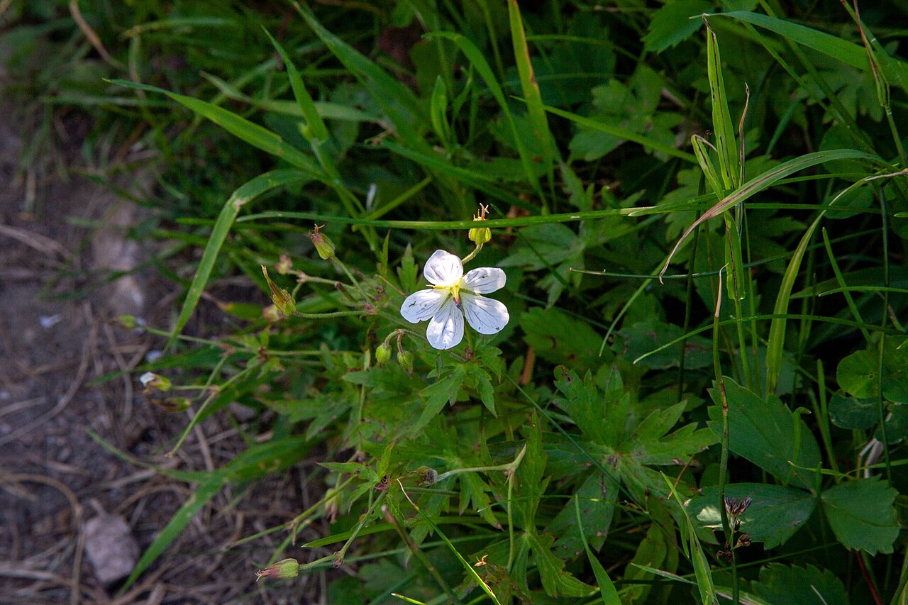 Richardson's Geranium (Geranium richardsonii) plant showing deeply lobed palmate leaves in Montana