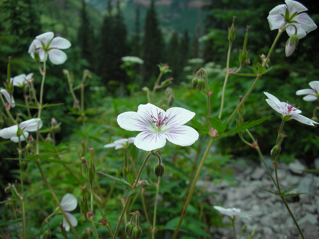 Richardson's Geranium (Geranium richardsonii) plants with white veined flowers blooming in a subalpine meadow in Colorado