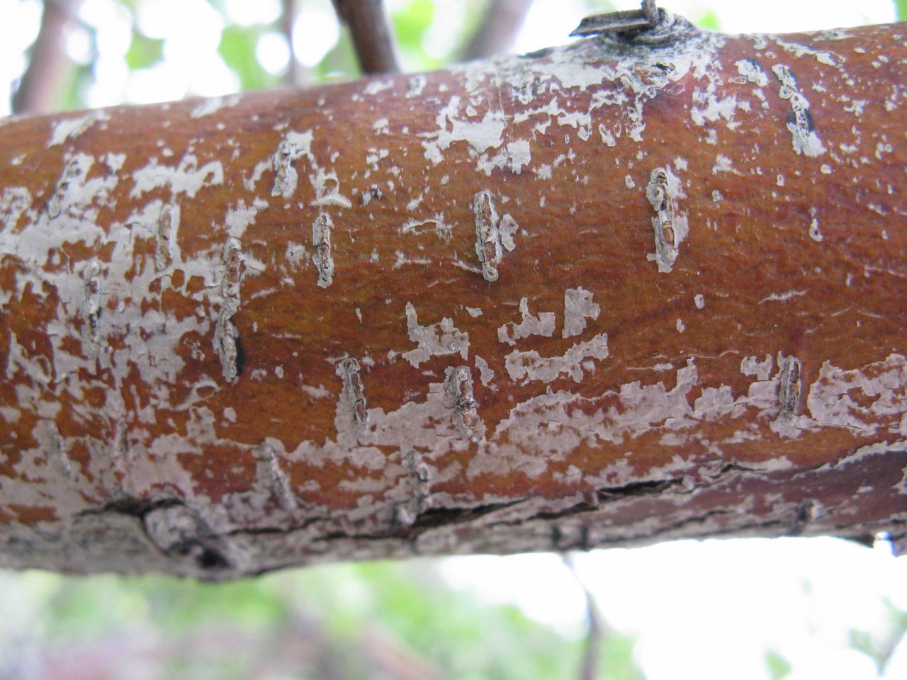 River Hawthorn (Crataegus rivularis) - PlantNative.org Close-up of young River Hawthorn (Crataegus rivularis) bark showing reddish-brown color with pale, flaking patches